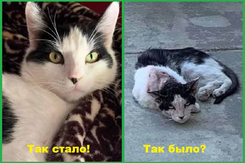 Бездомная кошка До и После