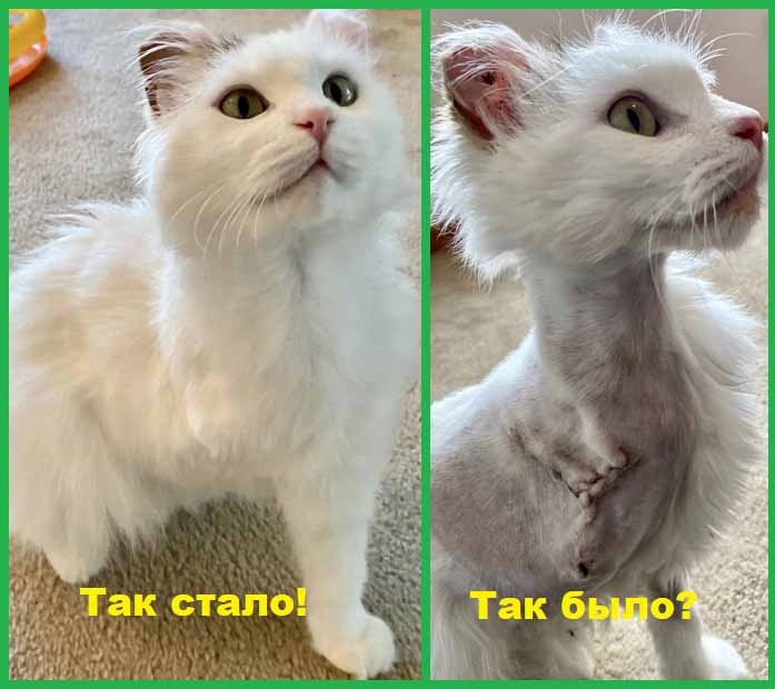 Бездомные кошки До и После