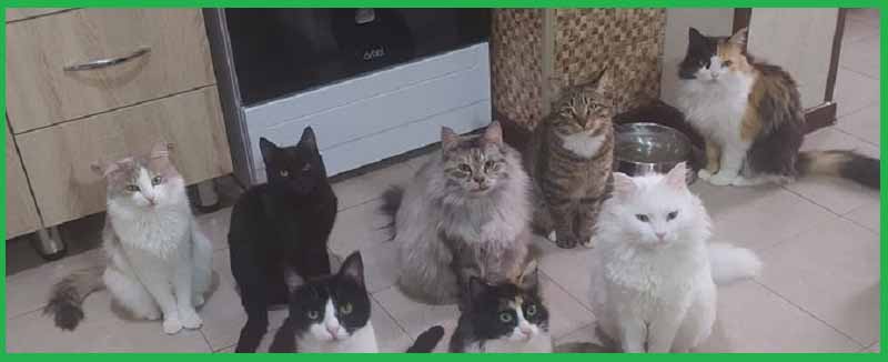 Бездомные кошки в домашнем приюте