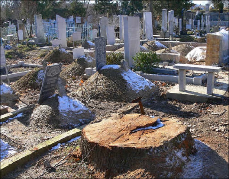 Волна вырубки чинар, дубов и карагачей накрыла кладбища